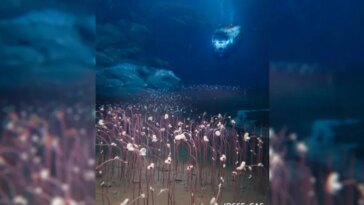 def2ceb7803c9cdb9f3be19f8ff7cc41