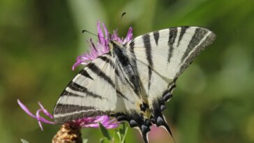 e28025bd98e48725ef1d0ce78637159e